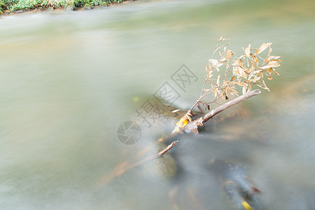 溪流中的水土地液体苔藓森林阳光林地旅行岩石流动石头图片