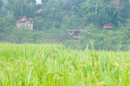 稻田在山上有一栋房子农场培育种植园收成树叶谷物叶子种子文化农田图片