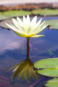 莲体荷花公园植物植物群植物学水池美丽花瓣花园百合图片