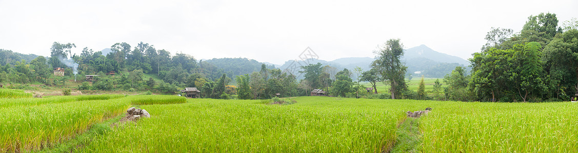 山上的全田稻田场地农村树叶房子植物群全景养殖场植物学种植园种子图片