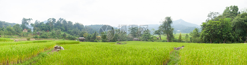 山上的全田稻田场地农村树叶房子植物群全景养殖场植物学种植园种子图片