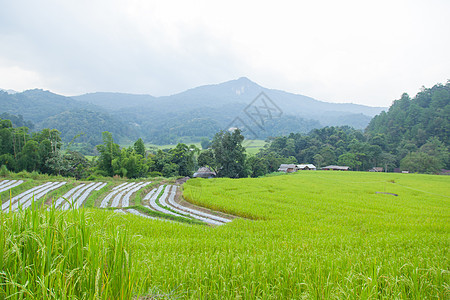 稻田农田谷物种子食物种植园农场植物学植物群场地农村图片