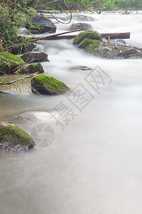 溪流中的水岩石旅行环境公园森林液体土地流动植物场景图片