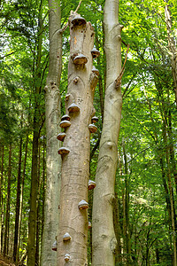 树上多倍增增长毒菌森林植物寄生虫林地木头架子树干野生动物绿色图片