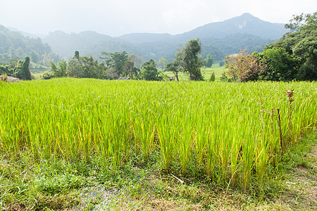 稻米田植物群生长粮食季节农田植物学谷物稻田种子场地图片