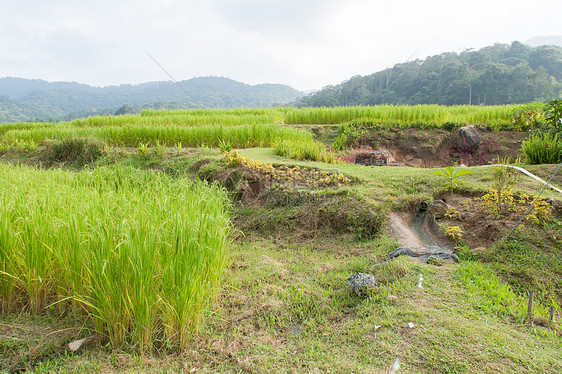 山区的农耕地区叶子植物环境场景季节国家村庄文化土地全景图片