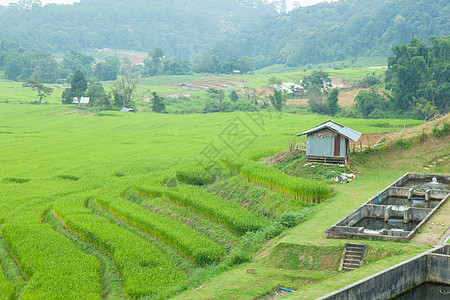 邻近的农户稻田植物群生长种植园收成场地培育树叶文化植物学食物图片