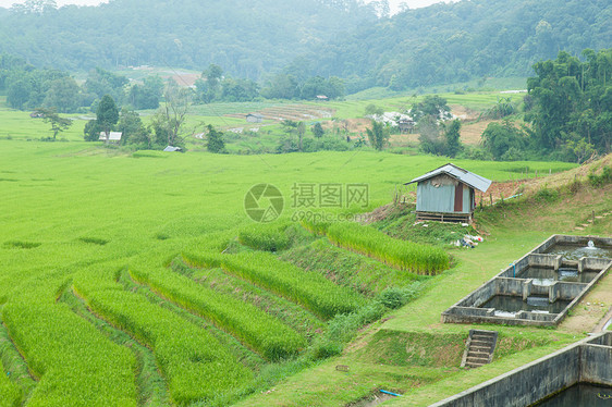 邻近的农户稻田植物群生长种植园收成场地培育树叶文化植物学食物图片