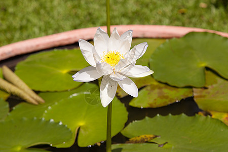 池塘中的莲花荷花百合植物群植物学热带花瓣植物叶子公园花园图片