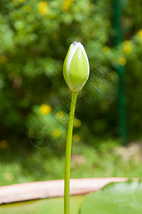 莲体叶子花瓣热带植物群公园荷花百合花园植物植物学图片