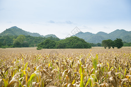 山区和农田图片