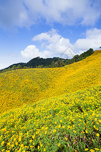 黄花田季节美化花朵远足场地植物高地全景草地森林图片