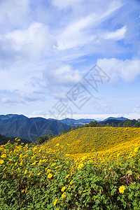 山上的花朵土地公园天气雏菊森林风景阳光晴天爬坡山脉图片