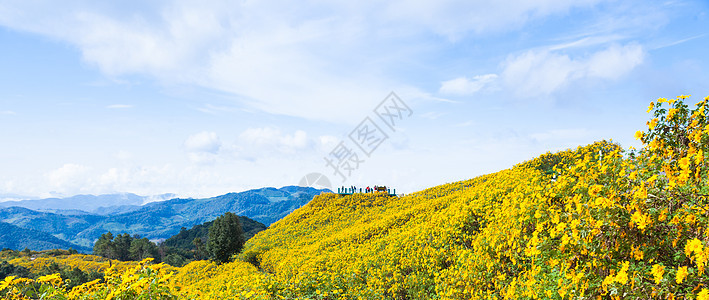 鲜花田草地森林季节土地天空植物高地全景环境风景图片