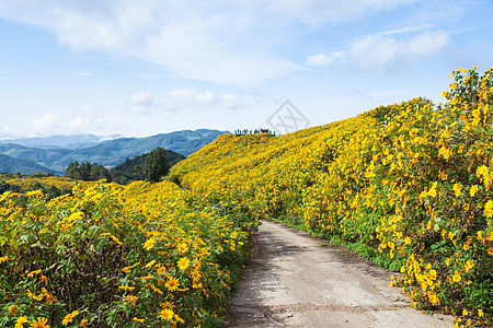 鲜花田旅游场地远足天空爬坡植物花朵森林阳光顶峰图片