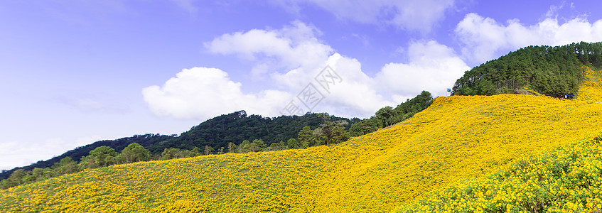 黄花田美化高地花朵草地天空场地阳光季节草原远足图片