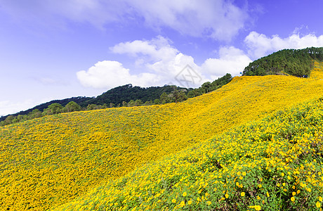黄花田森林风景顶峰花朵环境国家旅游季节远足阳光图片