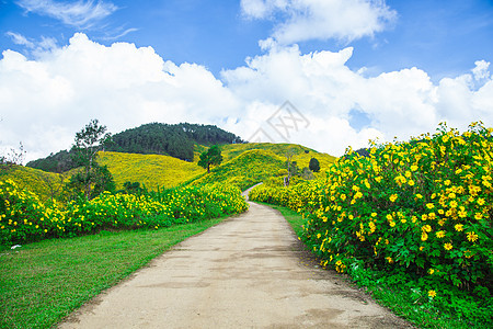 在山上的道路植物场地森林雏菊小路阳光公园农业草地旅行图片
