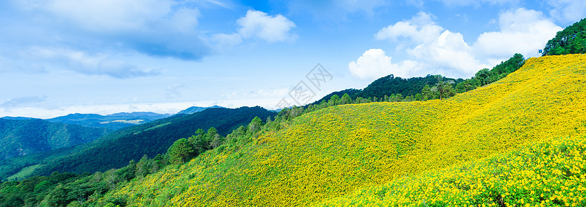黄花田旅游全景风景森林阳光顶峰草地场地植物草原图片