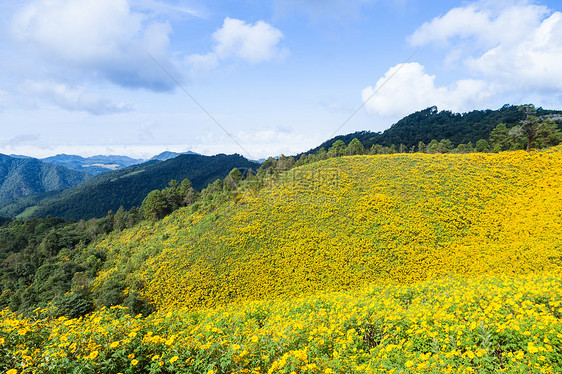 黄花田环境植物场地草地国家牧场旅行草原全景旅游图片