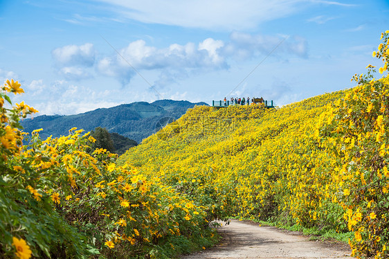 鲜花田土地全景国家草地场地季节阳光美化植物顶峰图片