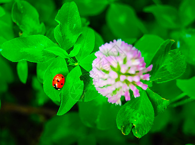 女士虫和盛开的三叶花生活农业植物学动物三叶草昆虫瓢虫植物环境园艺图片