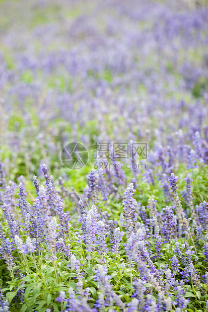 花园中的蓝花团体场景园艺自然农村植物群季节草地公园植物图片