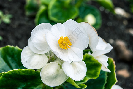 白色的花荒野阳光园艺花坛花园植物季节叶子花瓣草地图片