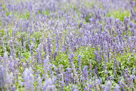 花园中的蓝花花束墙纸园艺衬套场地紫色花瓣公园叶子草地图片