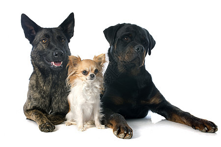 三只狗小狗斑点动物警犬犬类棕色黑色牧羊犬羊犬工作室图片