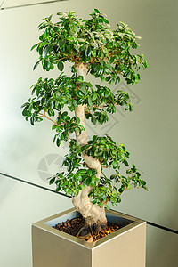 微型丝骨树-日本传统艺术美德图片