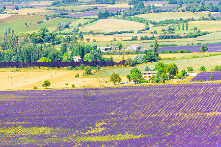 法国普罗旺斯的熏衣草田图片