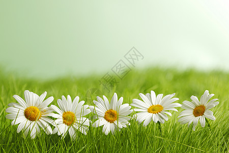 草地中的黄青白色绿色雏菊场地洋甘菊宏观图片