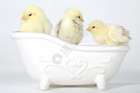 浴缸中可爱的婴儿小鸡生长新生农场工作室家禽翅膀居住乐趣毛皮生物图片