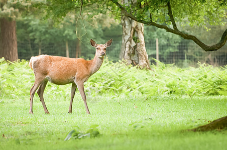 红鹿鹿图片