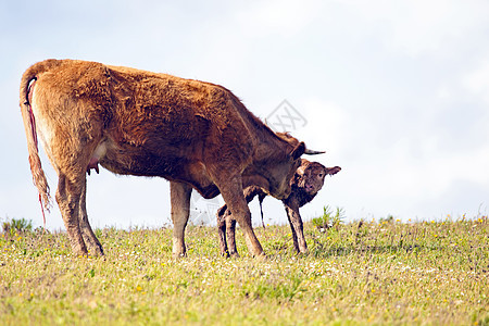 农村新生婴儿幼牛母牛和新生儿小牛牛肉女性母爱奶牛动物乡村家畜母亲图片