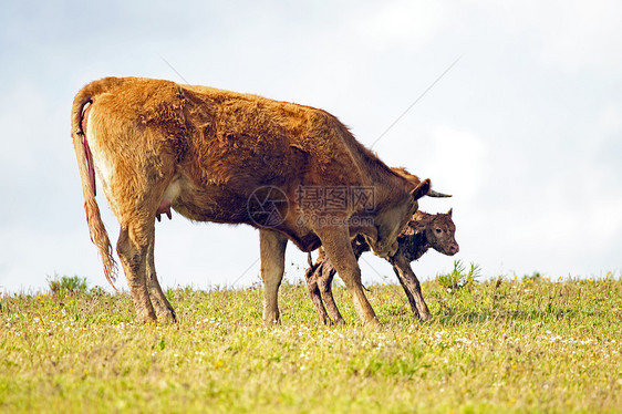 农村新生婴儿幼牛母牛和新生儿小牛母亲乡村奶牛动物牛肉女性母爱家畜图片