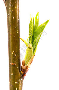 鸟樱树 青春的叶叶芽植物学植被绿色树叶植物群生长季节植物图片