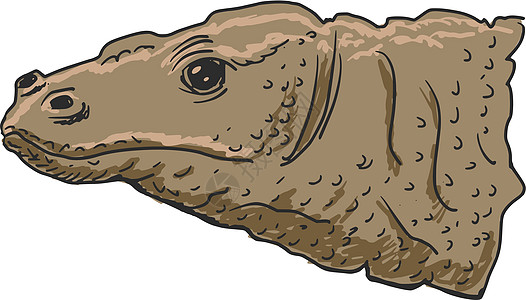 科莫多龙巨蜥插图危险草图濒危动物怪物蜥蜴监视器力量图片