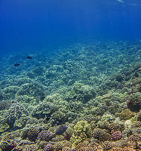 活珊瑚礁生态海洋旅行生物学潜水员旅游热带动物群潜水植物群图片