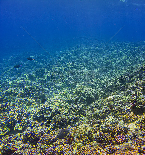活珊瑚礁生态海洋旅行生物学潜水员旅游热带动物群潜水植物群图片