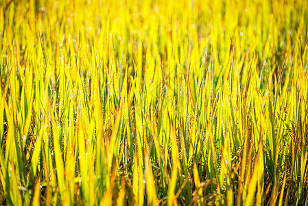 提交的稻田绿叶培育谷物热带粮食植物收成草地金子农村农田图片