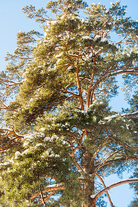 松树场景远足旅行季节假期气候木头蓝色天气天空图片