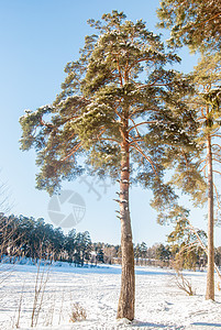 松树远足天气降雪高山蓝色假期季节天空场景旅行图片