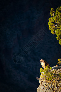 大峡谷旅行野生动物生命目的地悬崖旅游鸟类栖息野外动物岩石图片