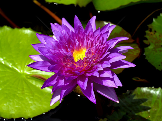 莲花的图像水池花瓣环境植物叶子池塘公园荷花娱乐味道图片