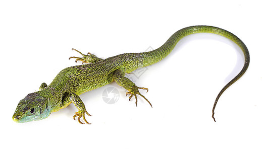 Lacerta 双线亚目食肉爬虫动物绿色野生动物尾巴蜥蜴工作室图片