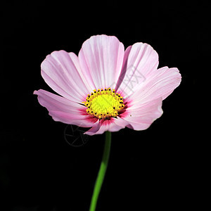 宇宙空间植物草本植物绿色农业生长热带花束草本花盆草地图片