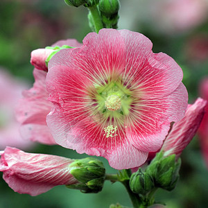 胡合极花花花束绿色蜀葵场地热带草本植物生长花盆叶子图片