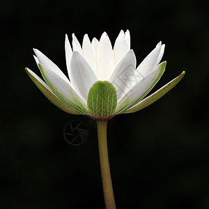 白莲花花荷花草地叶子植物学花园场地草本植物生活宗教池塘图片